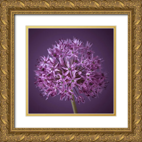 AF20100605 Alliums 151C08 Gold Ornate Wood Framed Art Print with Double Matting by Frank, Assaf