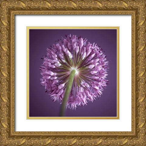 AF20100605 Alliums 167C13 Gold Ornate Wood Framed Art Print with Double Matting by Frank, Assaf