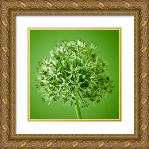 AF20100605 Alliums 151C09 Gold Ornate Wood Framed Art Print with Double Matting by Frank, Assaf