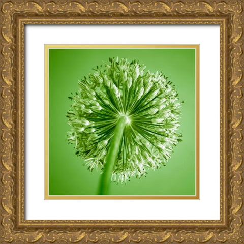 AF20100605 Alliums 167C14 Gold Ornate Wood Framed Art Print with Double Matting by Frank, Assaf