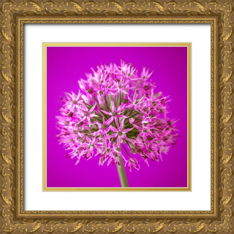 AF20100605 Alliums 151C10 Gold Ornate Wood Framed Art Print with Double Matting by Frank, Assaf