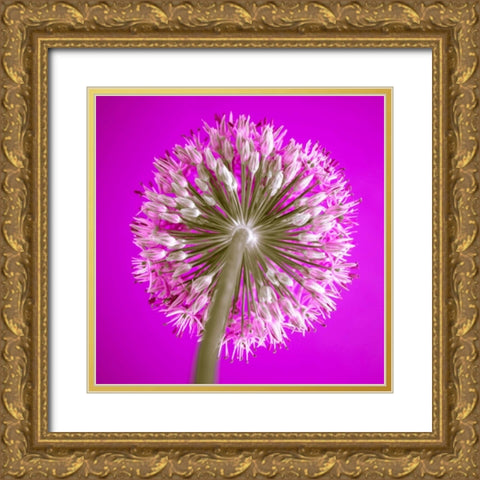 AF20100605 Alliums 167C15 Gold Ornate Wood Framed Art Print with Double Matting by Frank, Assaf