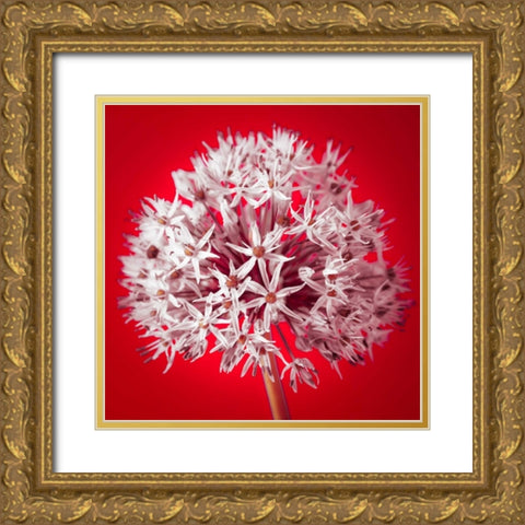AF20100605 Alliums 157 RedC03 Gold Ornate Wood Framed Art Print with Double Matting by Frank, Assaf