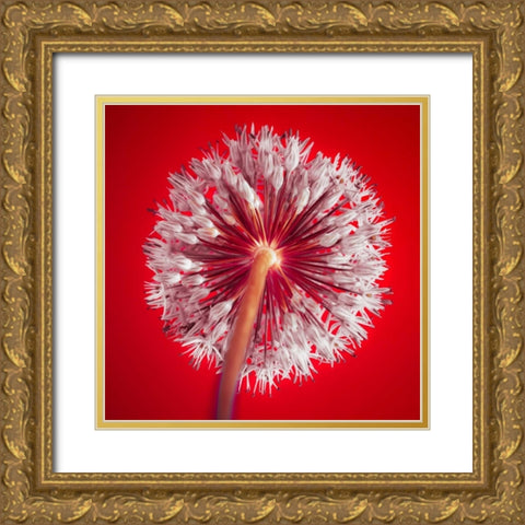 AF20100605 Alliums 167 RedC03 Gold Ornate Wood Framed Art Print with Double Matting by Frank, Assaf