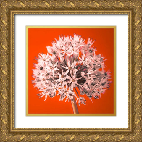 AF20100605 Alliums 157 RedC04 Gold Ornate Wood Framed Art Print with Double Matting by Frank, Assaf