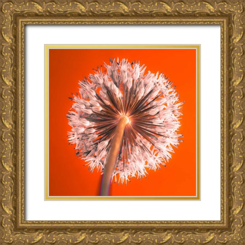 AF20100605 Alliums 167 RedC04 Gold Ornate Wood Framed Art Print with Double Matting by Frank, Assaf