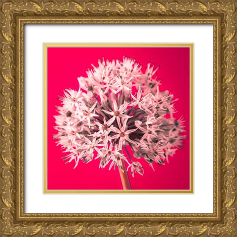 AF20100605 Alliums 157 RedC05 Gold Ornate Wood Framed Art Print with Double Matting by Frank, Assaf