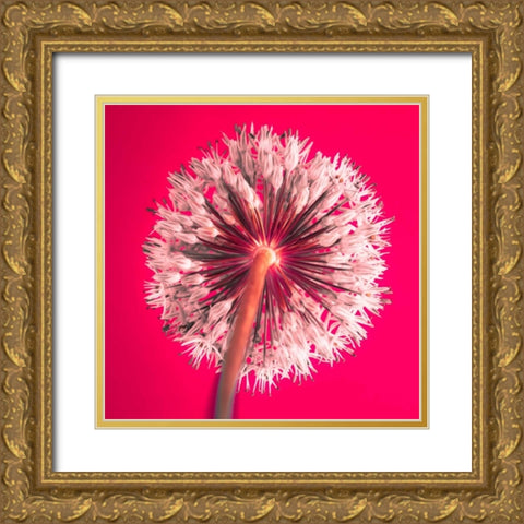 AF20100605 Alliums 167 RedC05 Gold Ornate Wood Framed Art Print with Double Matting by Frank, Assaf