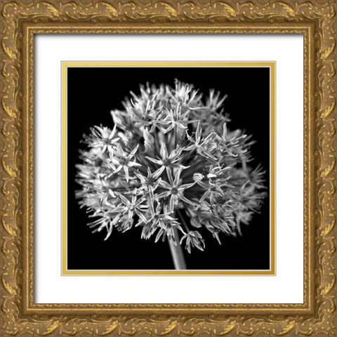 FTBR 1134 Allium B-W Gold Ornate Wood Framed Art Print with Double Matting by Frank, Assaf