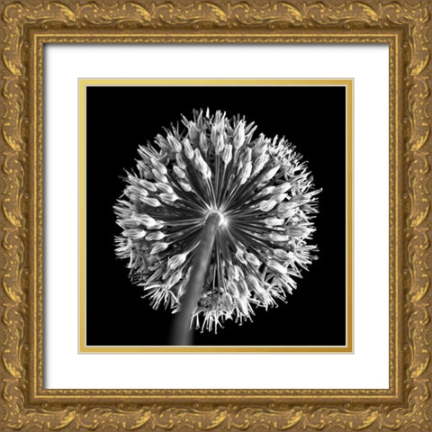 FTBR 1135 Allium B-W Gold Ornate Wood Framed Art Print with Double Matting by Frank, Assaf
