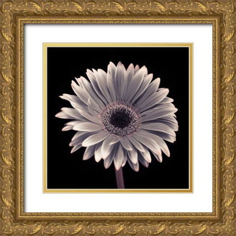 AF20120911 Gerbera 015C01 Gold Ornate Wood Framed Art Print with Double Matting by Frank, Assaf
