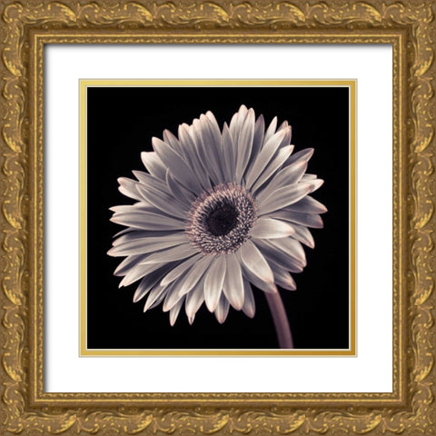 AF20120911 Gerbera 036C01 Gold Ornate Wood Framed Art Print with Double Matting by Frank, Assaf