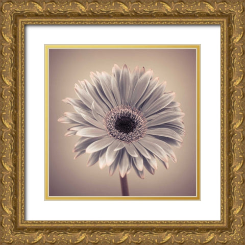 AF20120911 Gerbera 029C01 Gold Ornate Wood Framed Art Print with Double Matting by Frank, Assaf
