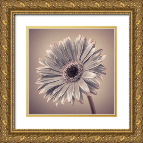 AF20120911 Gerbera 034C01 Gold Ornate Wood Framed Art Print with Double Matting by Frank, Assaf
