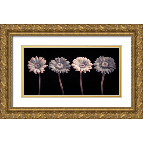AF20120902 Gerberas 059C12 Gold Ornate Wood Framed Art Print with Double Matting by Frank, Assaf