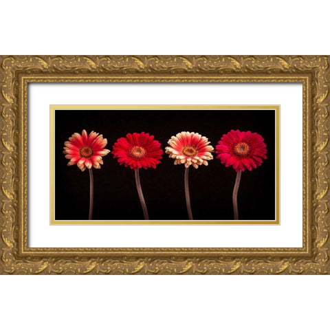 AF20120902 Gerberas 059C14 Gold Ornate Wood Framed Art Print with Double Matting by Frank, Assaf