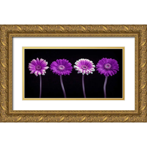 AF20120902 Gerberas 059C10 Gold Ornate Wood Framed Art Print with Double Matting by Frank, Assaf