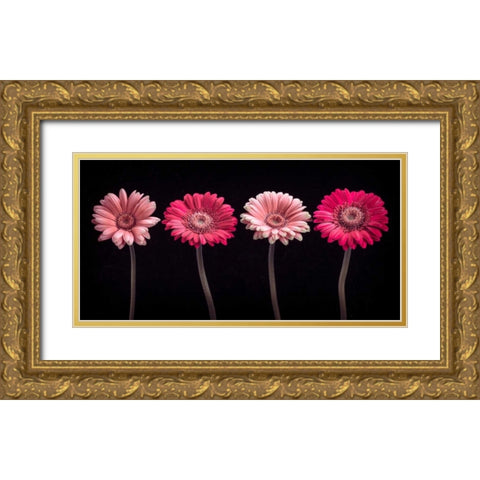 AF20120902 Gerberas 059C16 Gold Ornate Wood Framed Art Print with Double Matting by Frank, Assaf