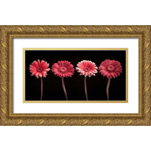 AF20120902 Gerberas 059C22 Gold Ornate Wood Framed Art Print with Double Matting by Frank, Assaf