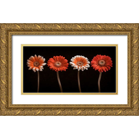 AF20120902 Gerberas 059C18 Gold Ornate Wood Framed Art Print with Double Matting by Frank, Assaf