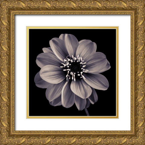 AF20110818 Dahlia 022C20 Gold Ornate Wood Framed Art Print with Double Matting by Frank, Assaf