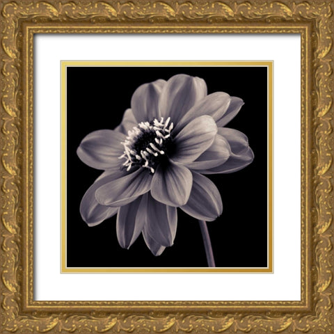 AF20110818 Dahlia 046C20 Gold Ornate Wood Framed Art Print with Double Matting by Frank, Assaf