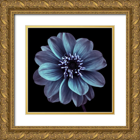 AF20110818 Dahlia 022C21 Gold Ornate Wood Framed Art Print with Double Matting by Frank, Assaf
