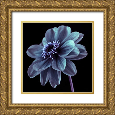 AF20110818 Dahlia 046C21 Gold Ornate Wood Framed Art Print with Double Matting by Frank, Assaf