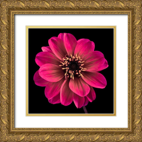 AF20110818 Dahlia 022C22 Gold Ornate Wood Framed Art Print with Double Matting by Frank, Assaf