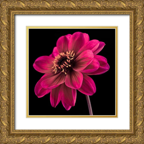 AF20110818 Dahlia 046C22 Gold Ornate Wood Framed Art Print with Double Matting by Frank, Assaf