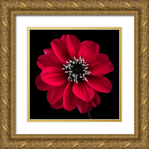 AF20110818 Dahlia 022C23 Gold Ornate Wood Framed Art Print with Double Matting by Frank, Assaf