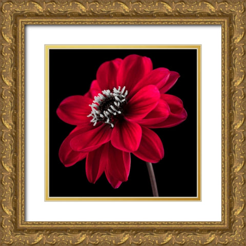AF20110818 Dahlia 046C23 Gold Ornate Wood Framed Art Print with Double Matting by Frank, Assaf