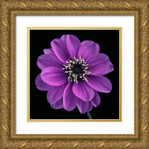 AF20110818 Dahlia 022C24 Gold Ornate Wood Framed Art Print with Double Matting by Frank, Assaf