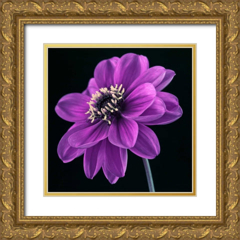 AF20110818 Dahlia 046C24 Gold Ornate Wood Framed Art Print with Double Matting by Frank, Assaf