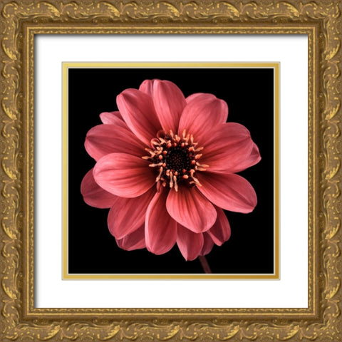 AF20110818 Dahlia 022C25 Gold Ornate Wood Framed Art Print with Double Matting by Frank, Assaf