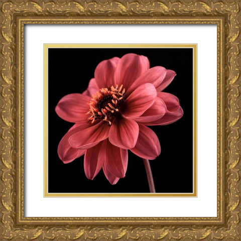 AF20110818 Dahlia 046C25 Gold Ornate Wood Framed Art Print with Double Matting by Frank, Assaf