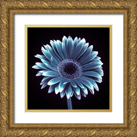 AF20120911 Gerbera 015C18 Gold Ornate Wood Framed Art Print with Double Matting by Frank, Assaf