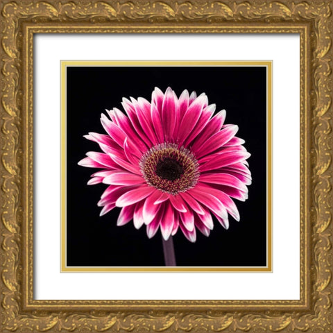 AF20120911 Gerbera 015C19 Gold Ornate Wood Framed Art Print with Double Matting by Frank, Assaf