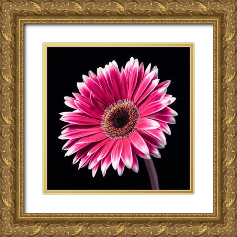 AF20120911 Gerbera 036C19 Gold Ornate Wood Framed Art Print with Double Matting by Frank, Assaf