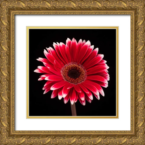 AF20120911 Gerbera 015C20 Gold Ornate Wood Framed Art Print with Double Matting by Frank, Assaf