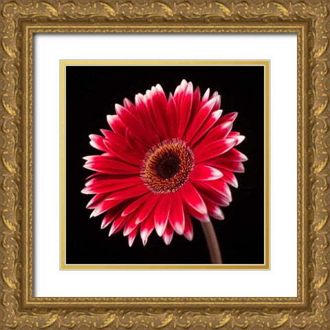 AF20120911 Gerbera 036C20 Gold Ornate Wood Framed Art Print with Double Matting by Frank, Assaf
