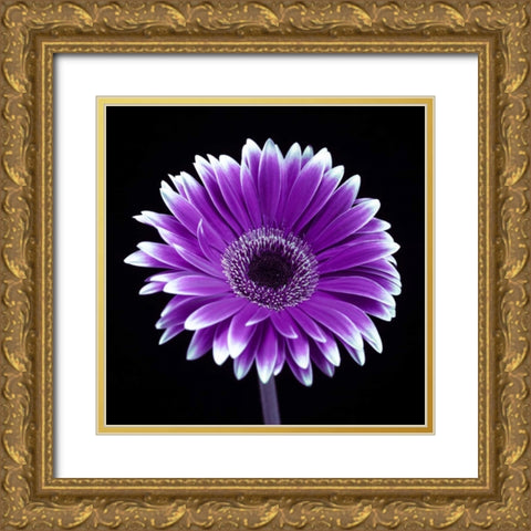 AF20120911 Gerbera 015C21 Gold Ornate Wood Framed Art Print with Double Matting by Frank, Assaf