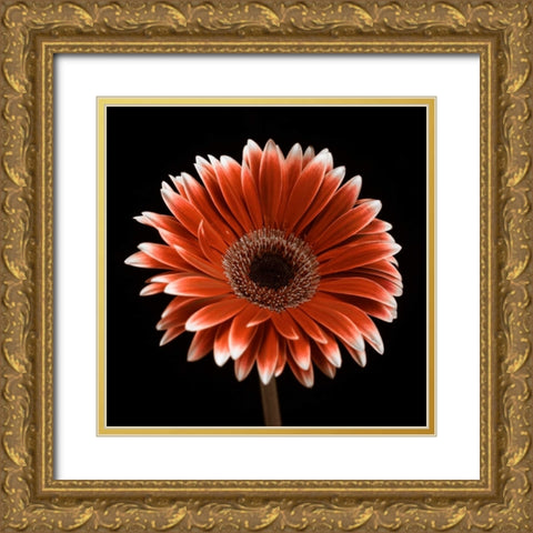AF20120911 Gerbera 015C22 Gold Ornate Wood Framed Art Print with Double Matting by Frank, Assaf