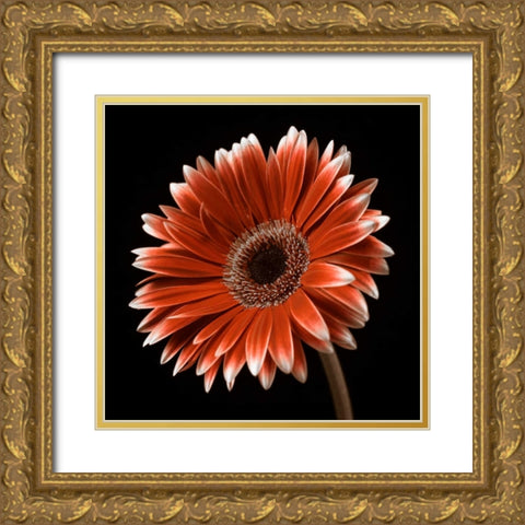 AF20120911 Gerbera 036C22 Gold Ornate Wood Framed Art Print with Double Matting by Frank, Assaf