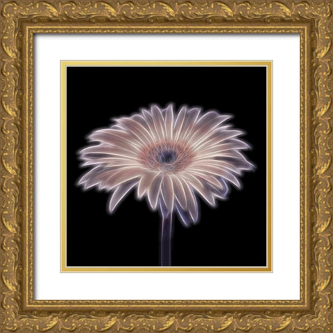 FTBR 1656 Gerbera Gold Ornate Wood Framed Art Print with Double Matting by Frank, Assaf
