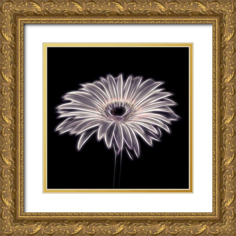 FTBR 1658 Gerbera Gold Ornate Wood Framed Art Print with Double Matting by Frank, Assaf