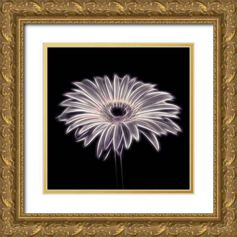 FTBR 1659 Gerbera Gold Ornate Wood Framed Art Print with Double Matting by Frank, Assaf