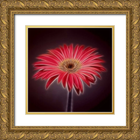 AF20110820 Gerbera 023C03P2P Gold Ornate Wood Framed Art Print with Double Matting by Frank, Assaf