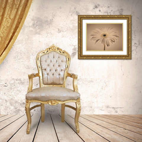 AF20110820 Gerbera 028C01PC04 Gold Ornate Wood Framed Art Print with Double Matting by Frank, Assaf