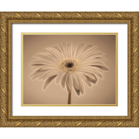 AF20110820 Gerbera 028C01PC04 Gold Ornate Wood Framed Art Print with Double Matting by Frank, Assaf